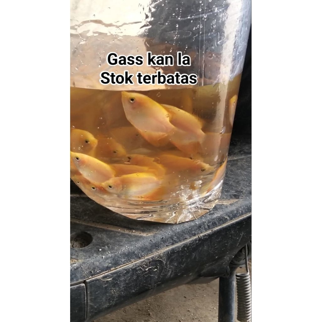 bibit gurame Padang/merah(harga paketan)khusus pengiriman instan cod.