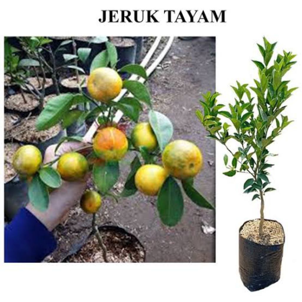 

Bibit Jeruk Citayam Superr Manis KARGO