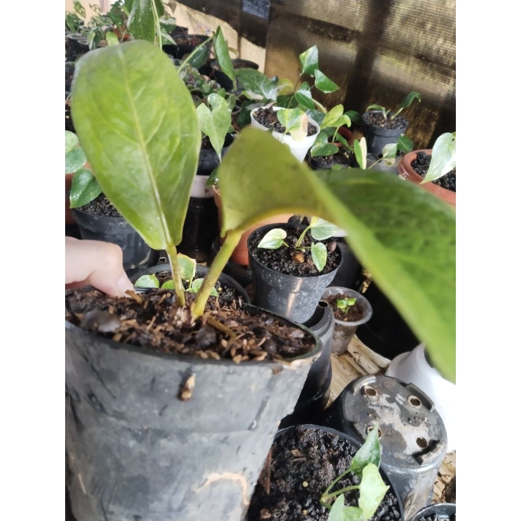 anthurium jemani twister varigata koleksian ( bonggol)