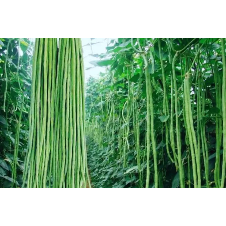 KACANG PANJANG SUPER F1 BIBIT 5 BIJI BENIH KACANG PANJANG SUPER SABRINA KACANG PANJANG BERKUALITAS