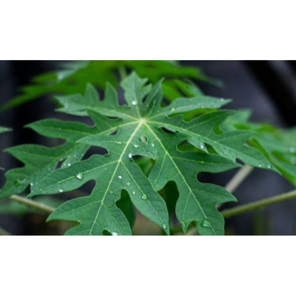 

Daun Pepaya Segar 5 Lembar