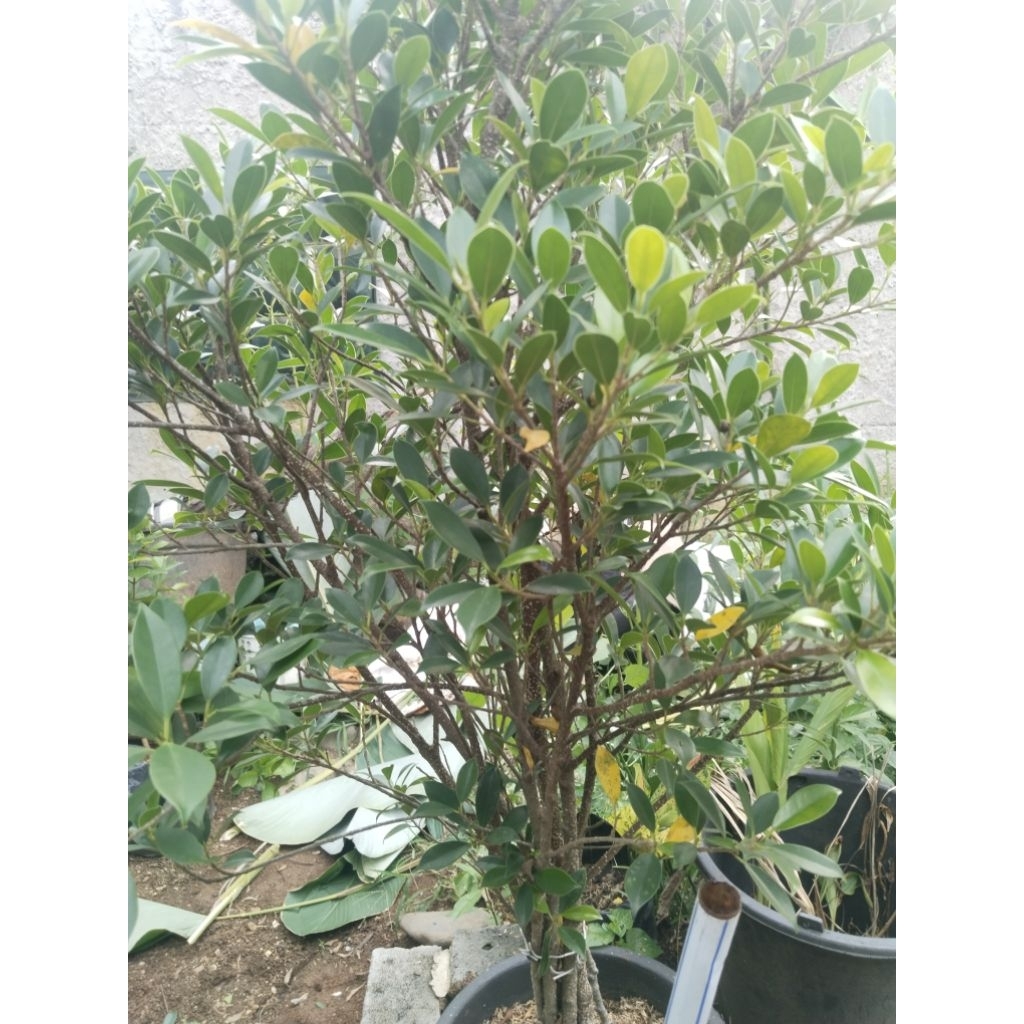 cangkokan bahan bonsai beringin kimeng