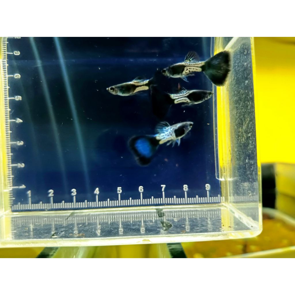 Guppy Metal Snake Skin Blue Tail ikanguppy hiasan akurium aquarium mssbt guppy metal ikanhias ikan h