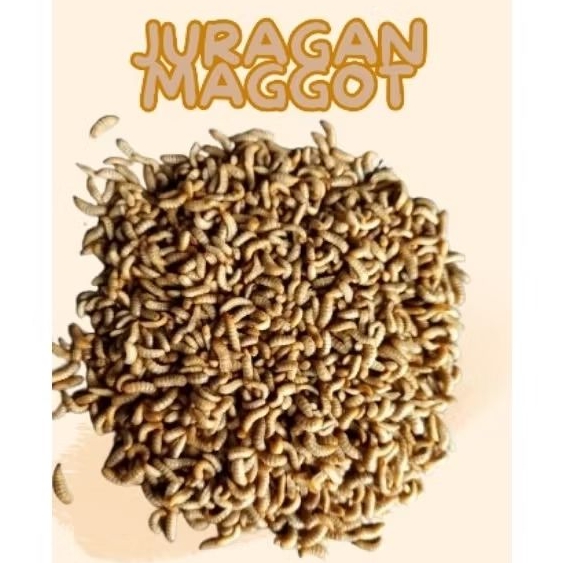 Maggot hidup/maggot Fresh 500gram
