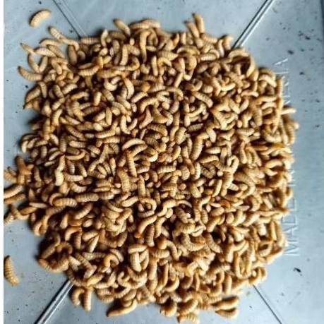 Maggot hidup 1kg pakan ternak dan umpan mancing umur 15-16 hari