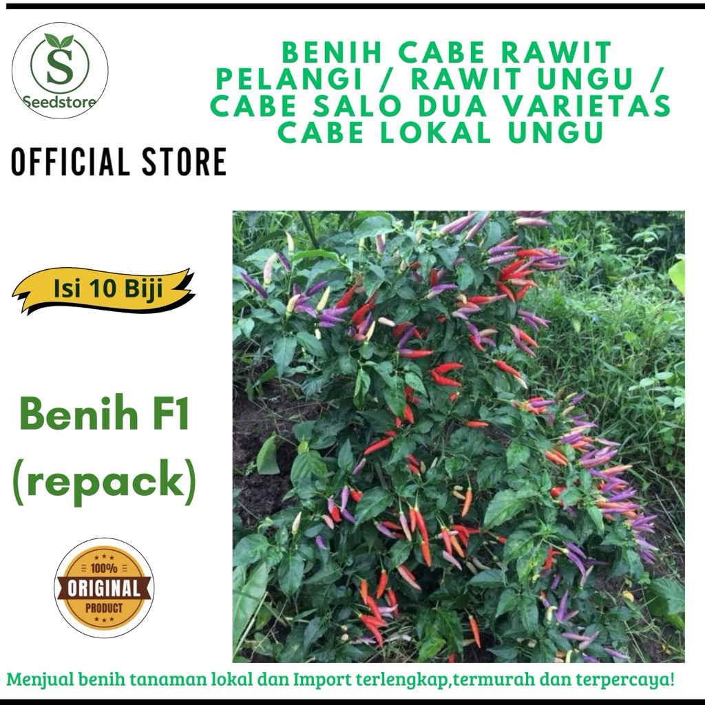 isi 10 Benih Cabe Rawit pelangi / rawit ungu / cabe Salo Dua  Varietas Cabe lokal Ungu