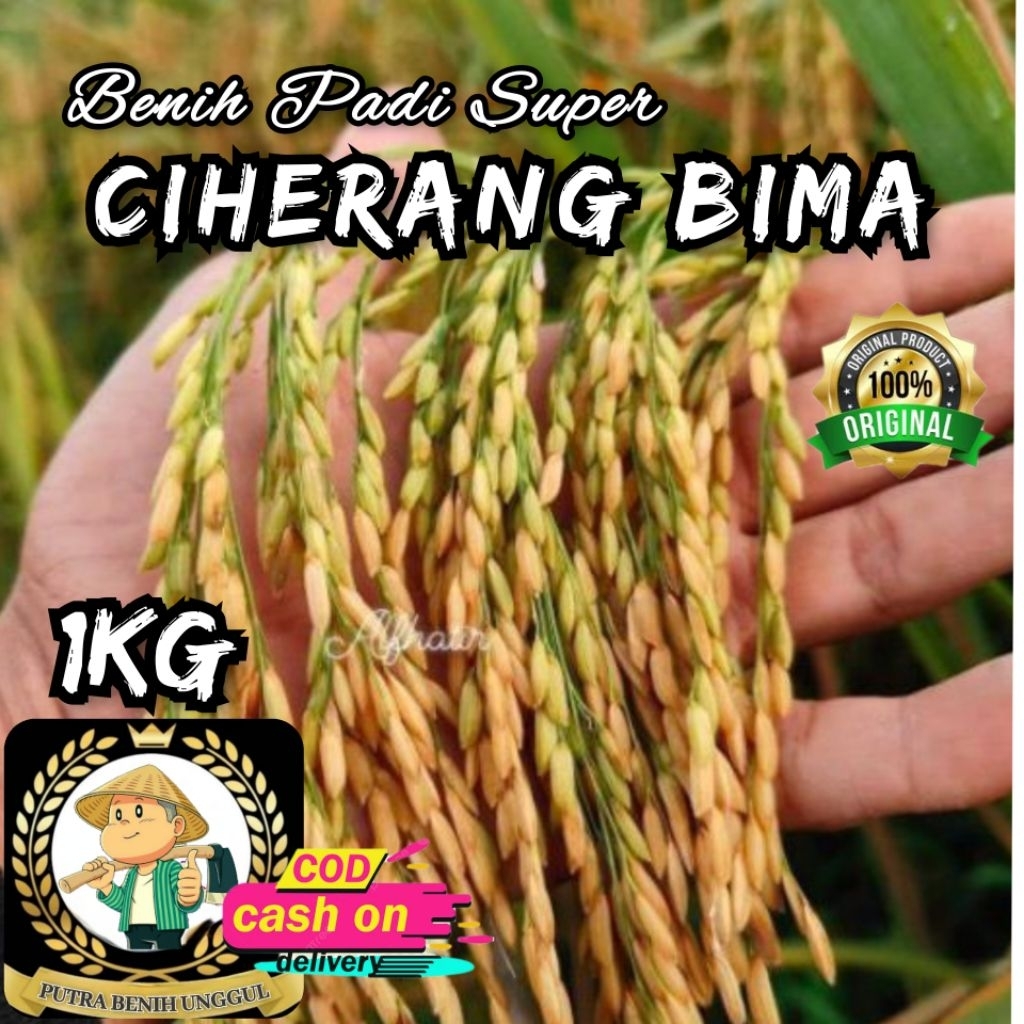 (1KG) Benih Padi CIHERANG BIMA Bibit padi super unggul berkualitas,