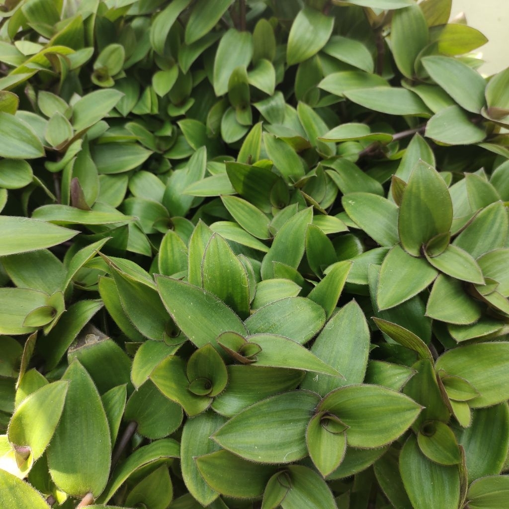 

Daun Telinga Kera (10 helai daun)
