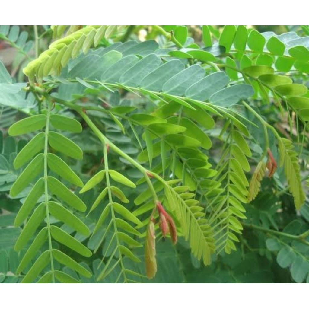 

Daun Asem Jawa Segar 100 gram