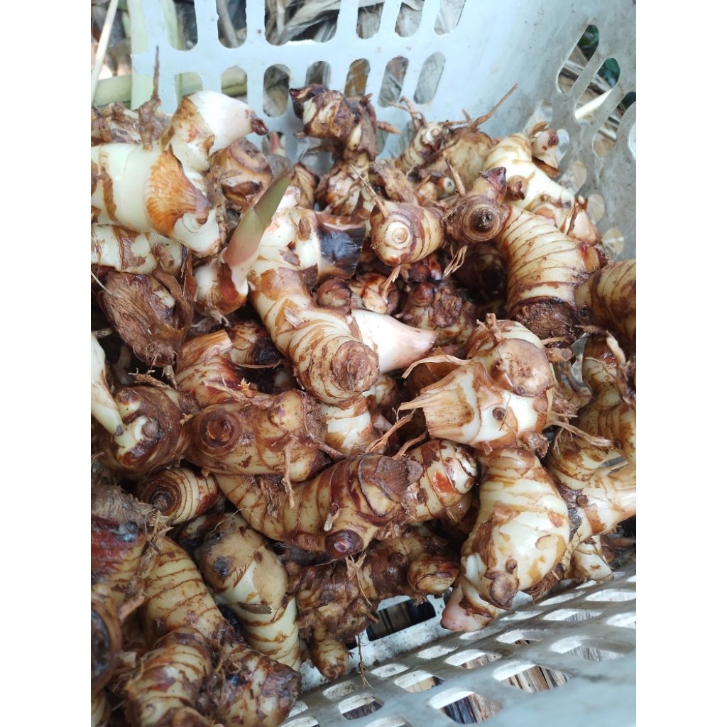 

Laos segar 500 gram