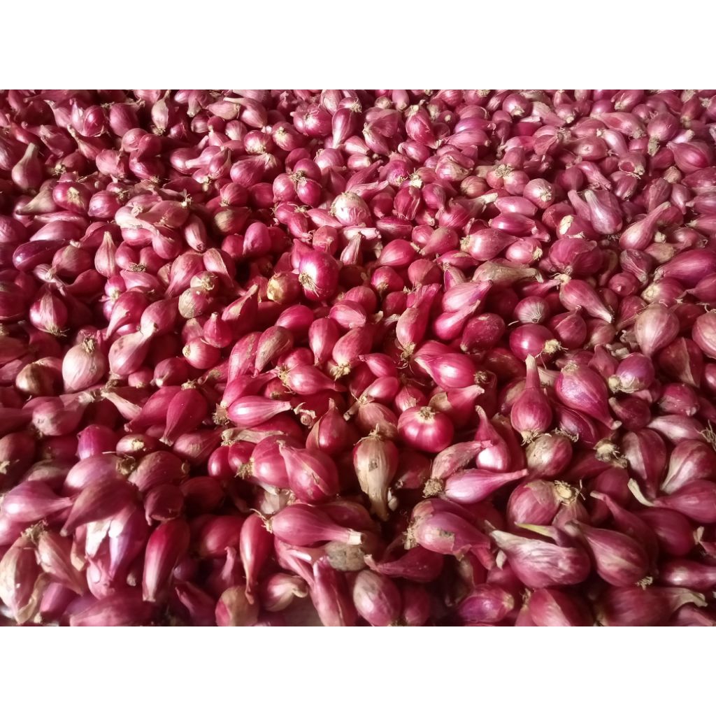 

bawang brebes super murah