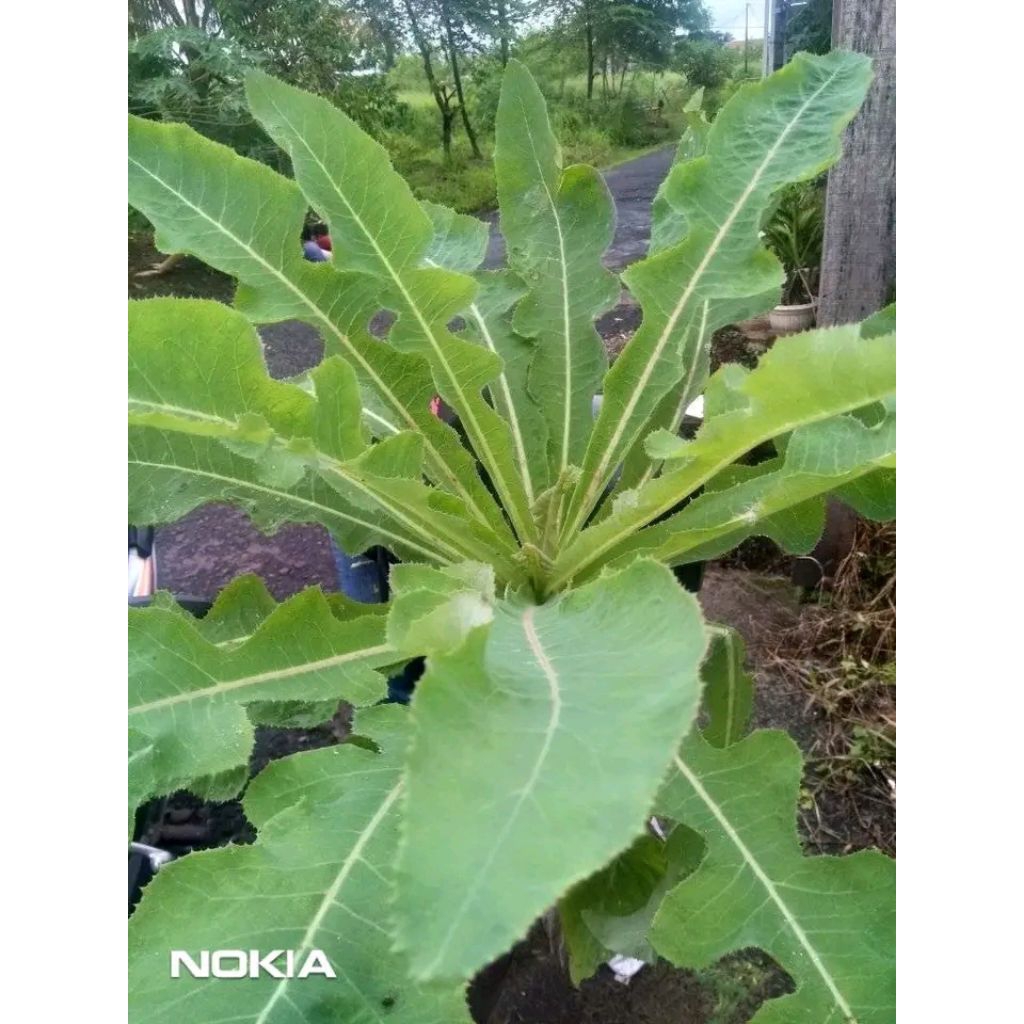 

Daun tempuyung segar 1kg