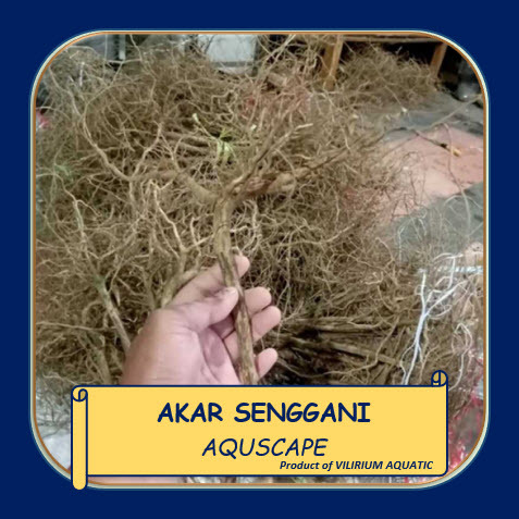 DEKORASI AQUASCAPE - AKAR SENGGANI / KAYU SENGGANI / RANTING SENGGANI