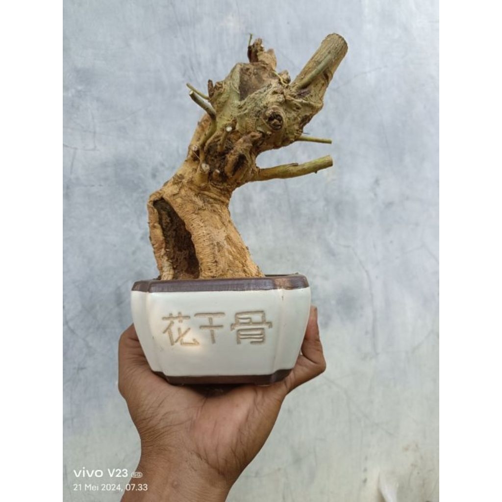 donkelan serut medium bahan bonsai serut