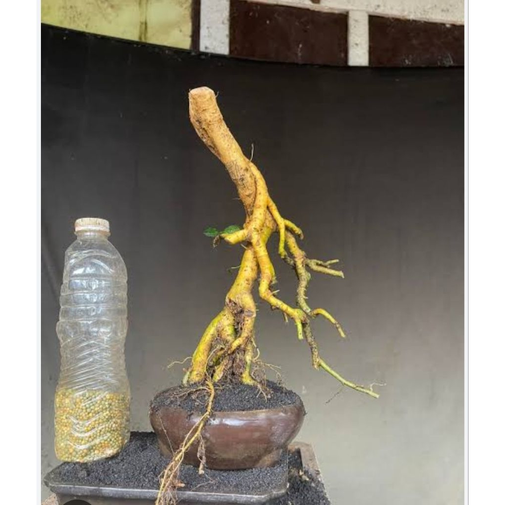 donkelan serut terbalik bahan bonsai