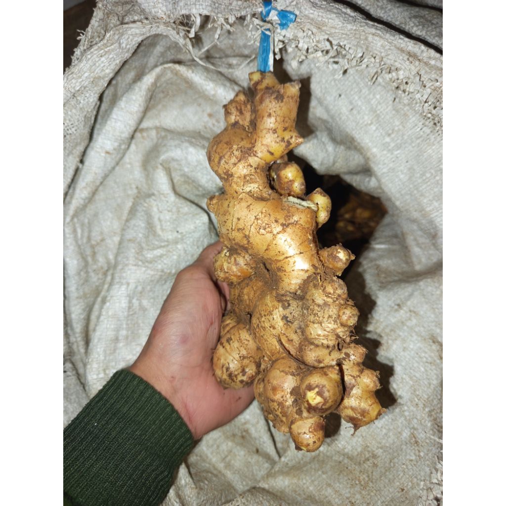 

jahe gajah/jahe putih segar 500.GR berkualitas