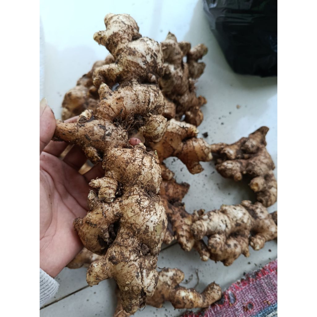 

Jahe gajah segar 1kg