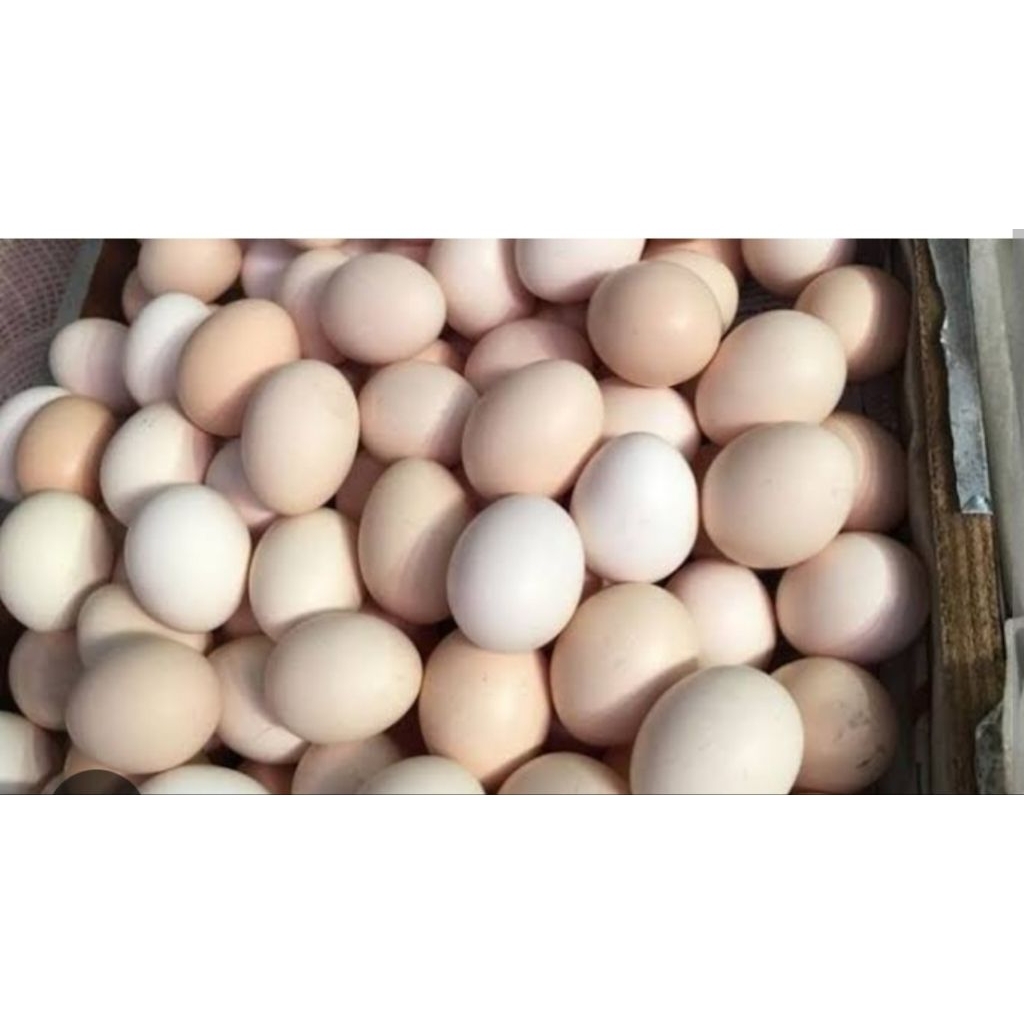 

telor ayam kampung mentah 5 butir