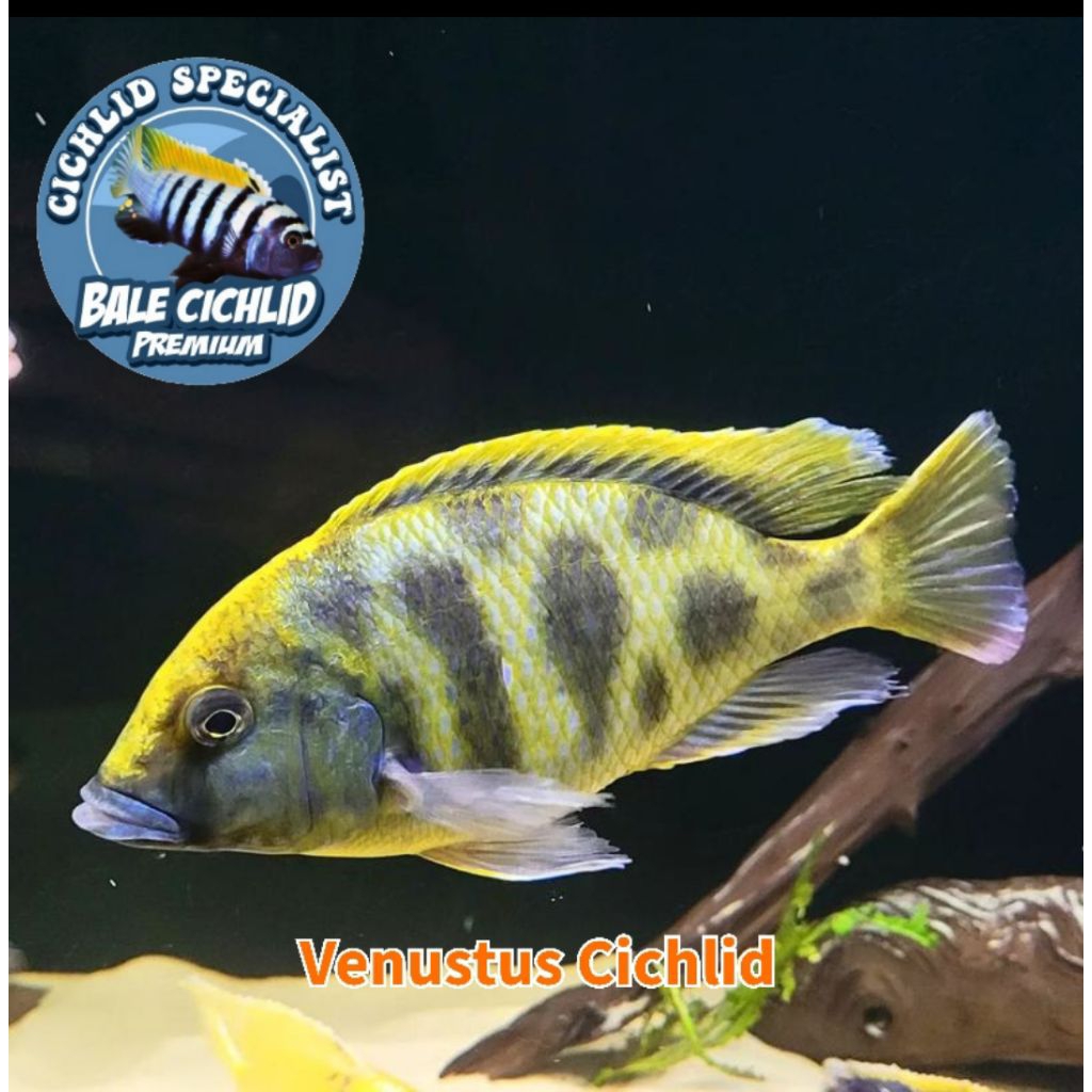 Venustus Cichlid (Nimbochromis venustus) Venustus Hap
