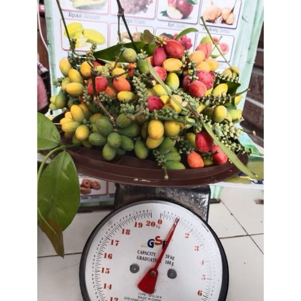 

Belinjo dan daun belinjo 1 kg fresh suda dapat buah dan daunya cocok untuk jamu dan buat sayur masak