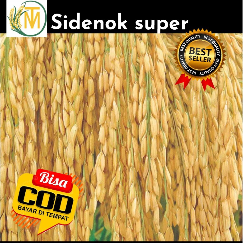 benih padi SIDENOK SUPER (5kg)