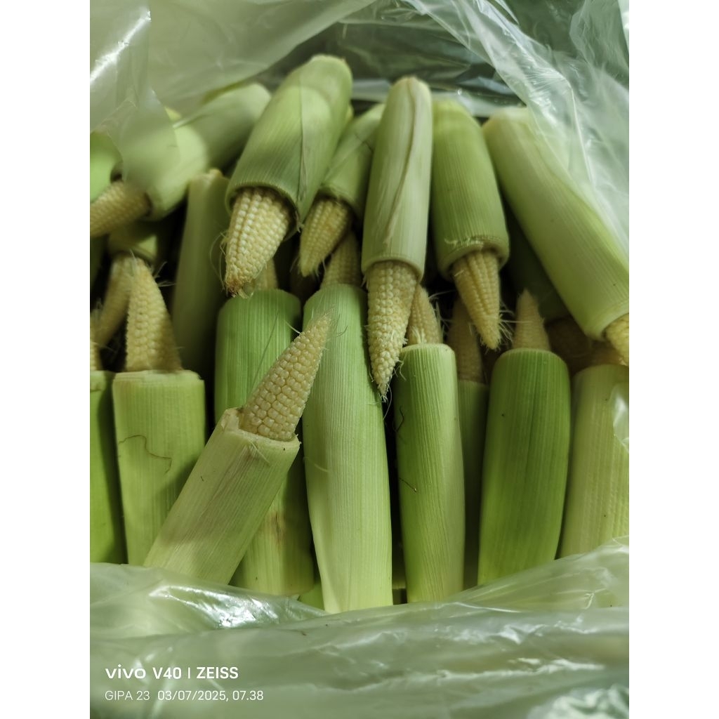 

Jagung muda / baby corn segar