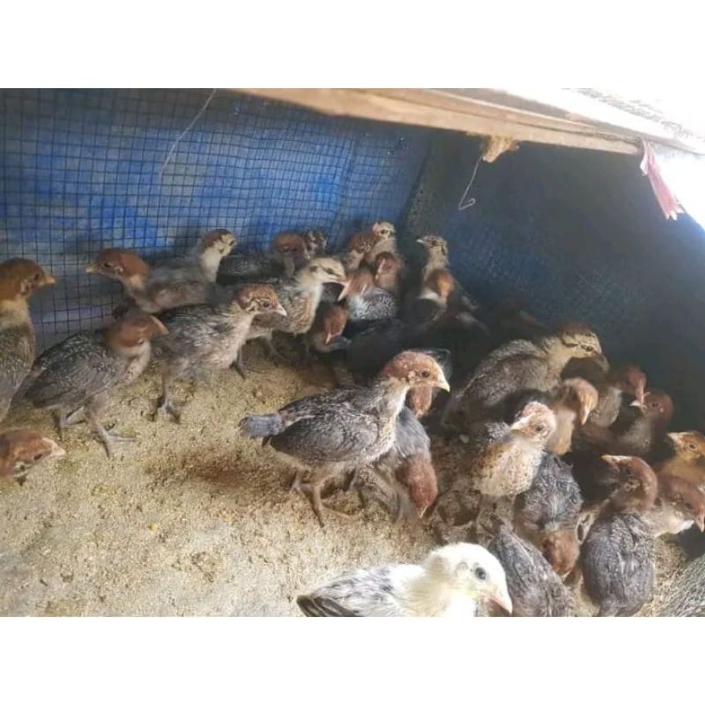 Ayam Arab petelur Betina Usia 3-4 minggu