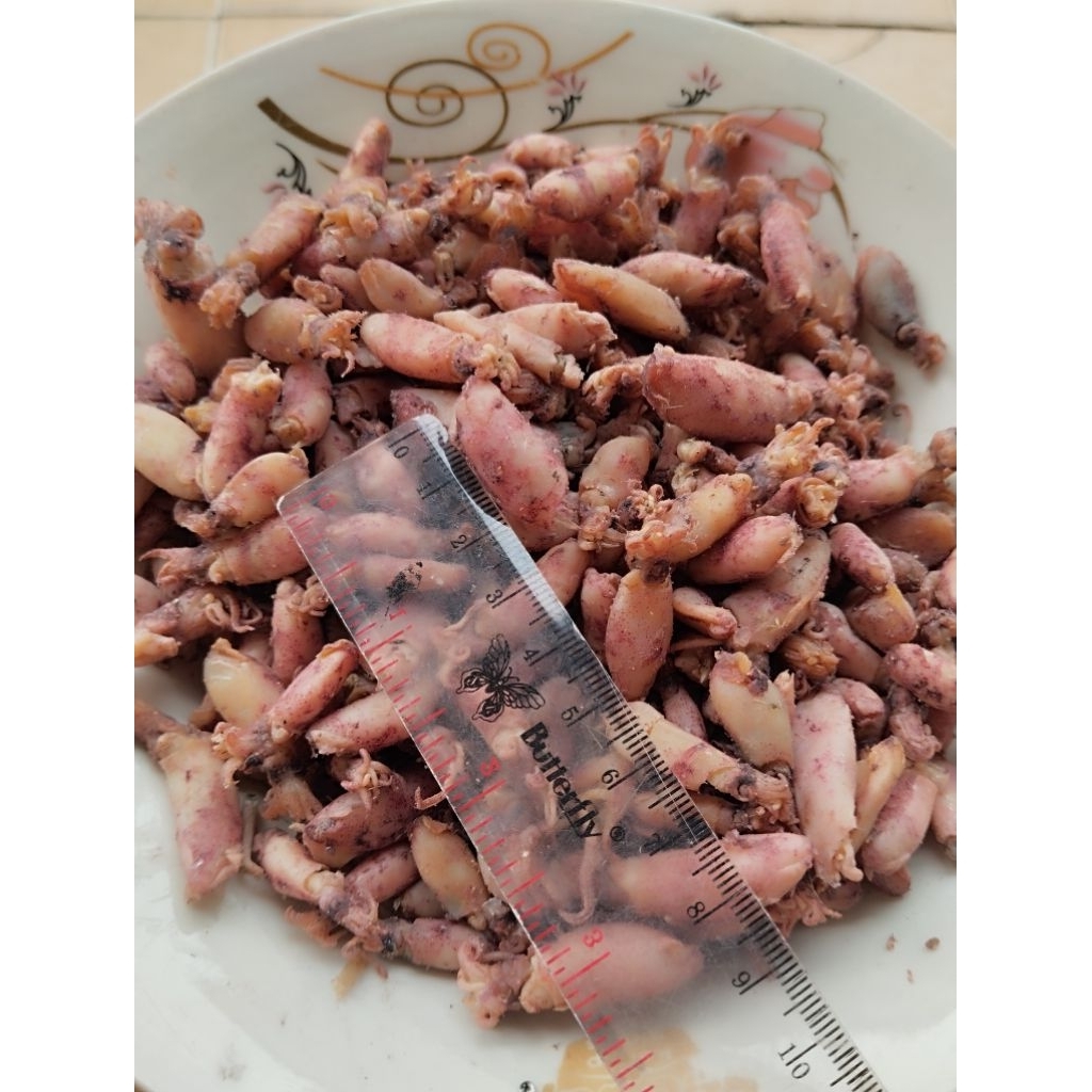 

Baby Cumi Premium Asli Medan 500 gram ( 0,5 - 2 cm )