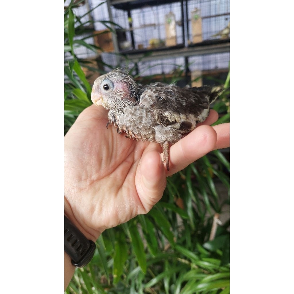 lolohan falk white face  baby cockatiels white face