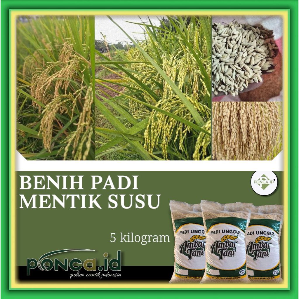 benih padi mentik susu bibit unggul kemasan 5kg original