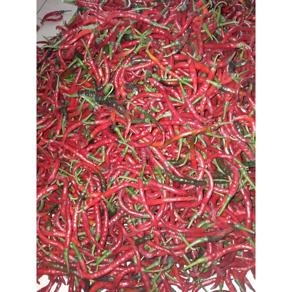 

Cabai/Cabe Merah Kriting 1KG