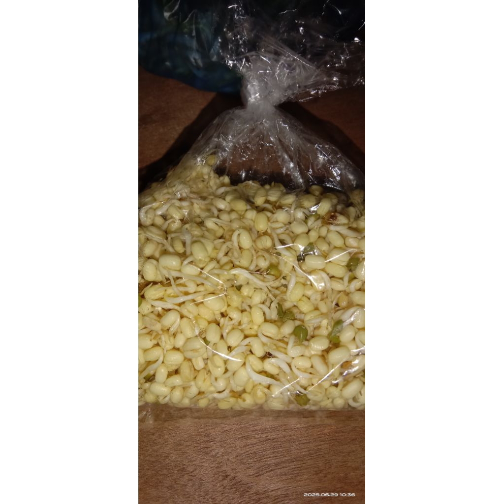 

kecambah kacang hijau 100gram