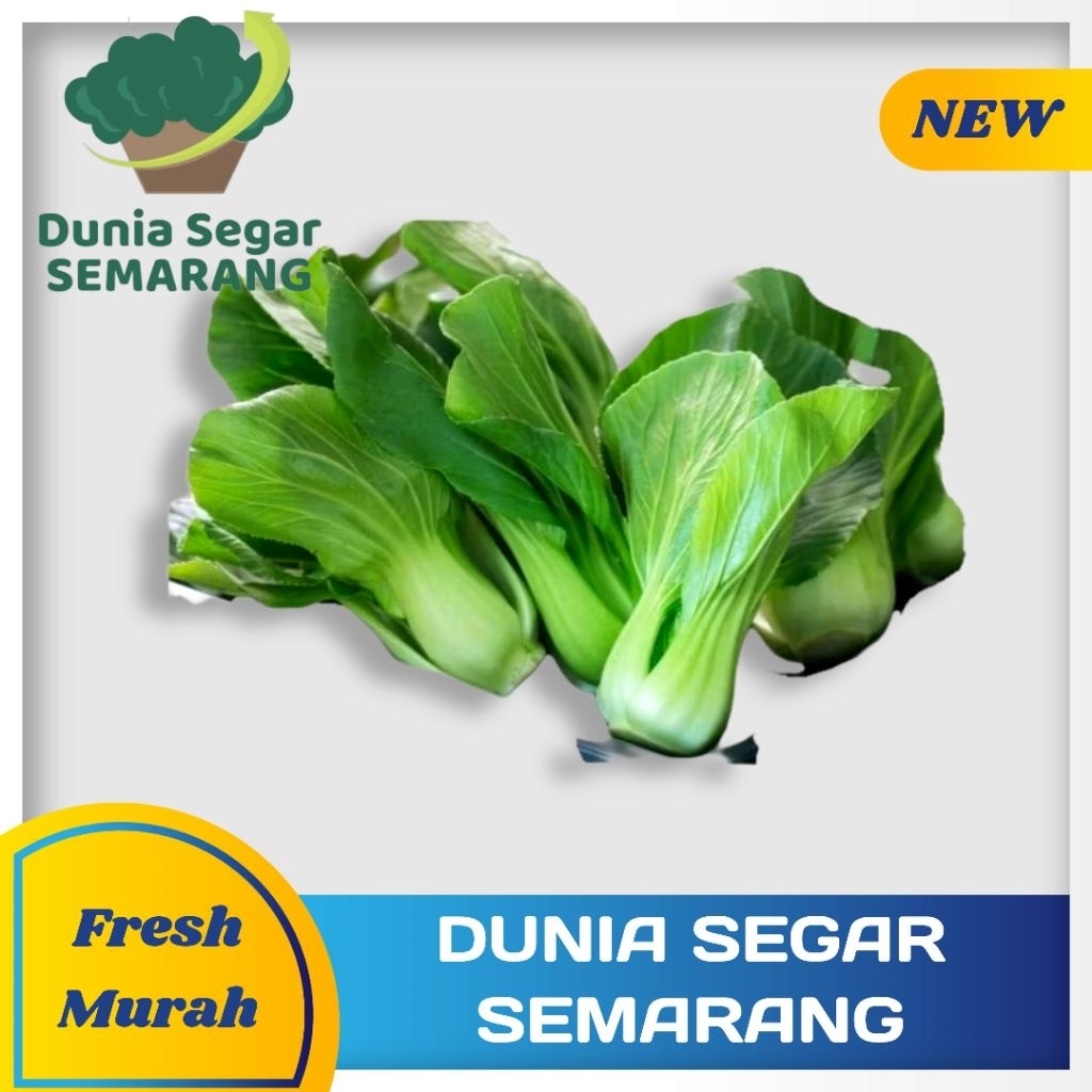 

Pakcoy Murah Grosir Sd 5 kg