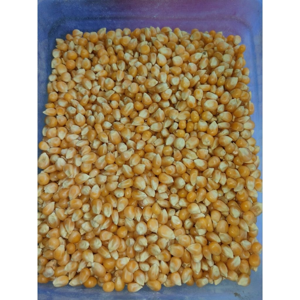 

jagung popcorn mentah