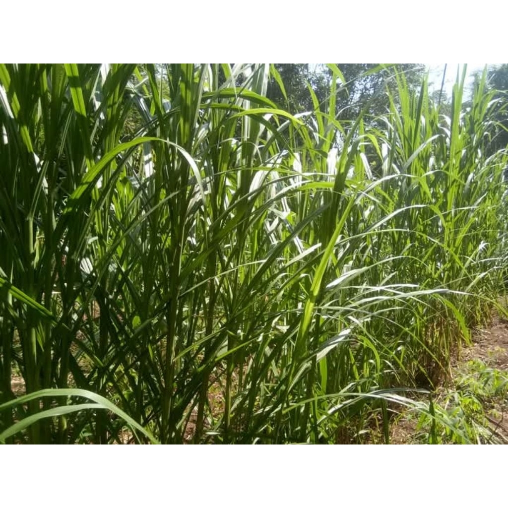 bibit rumput biovitas 1kg