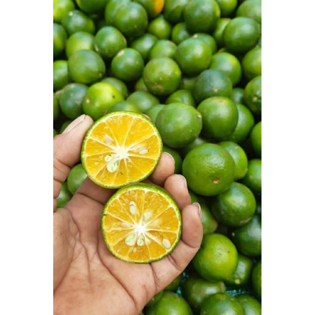 

Jeruk Peras/Baby Jeruk 1kg Fresh (Bahan Es Jeruk & Jeruk Hangat)