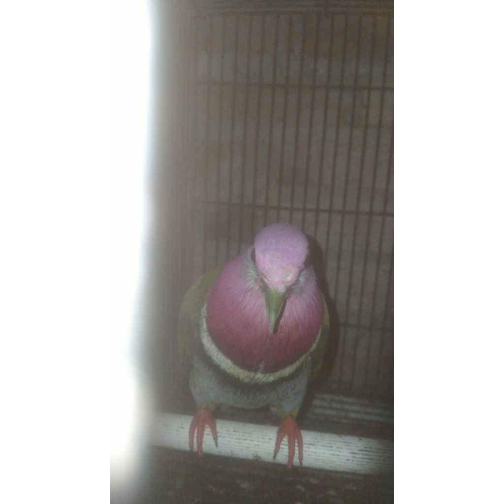 sepasang burung walik ungu