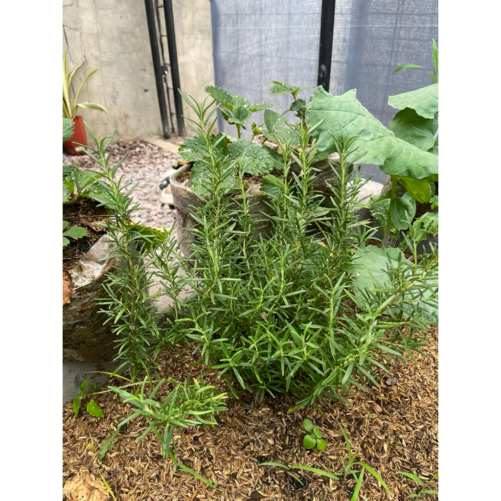 

rosemary segar 5 tangkai panen dadakan