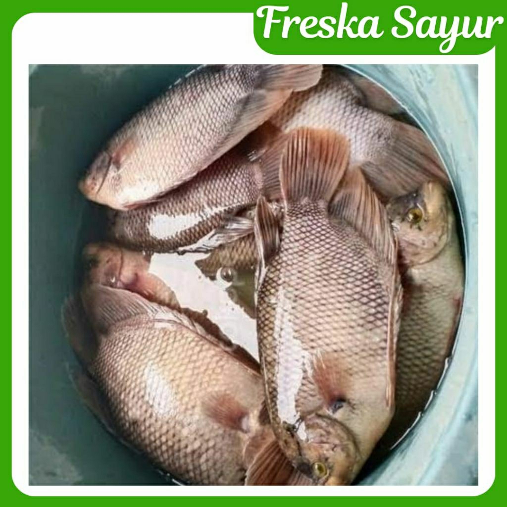 

Ikan Gurame/ Gurami 500 gr Fresh I Request Jika Ingin Dipotong