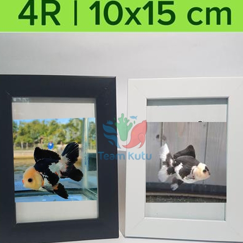 ( O ) KOKI PANDA KOKI ORANDA KOKI MUTIARA - ETALASE