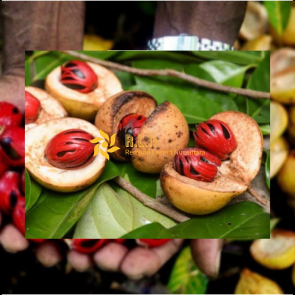 

Buah pala tua segar | buah pala segar 250 gram