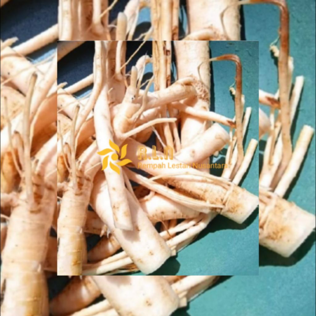 

Akar pepaya segar | akar pepaya 250 gram