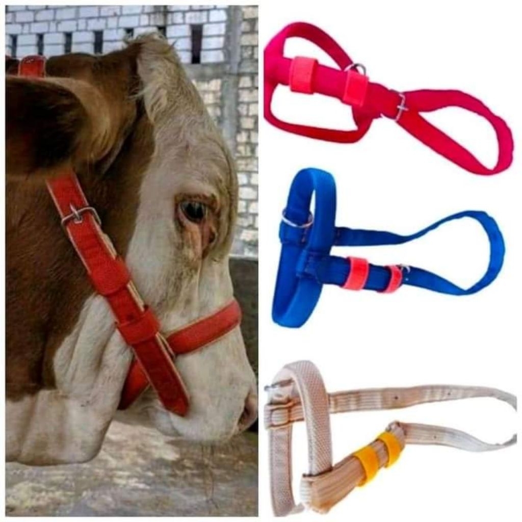 TALI SAPI/HEAD HALTER/BRONGSONG SAPI/TALI KELUH SAPI