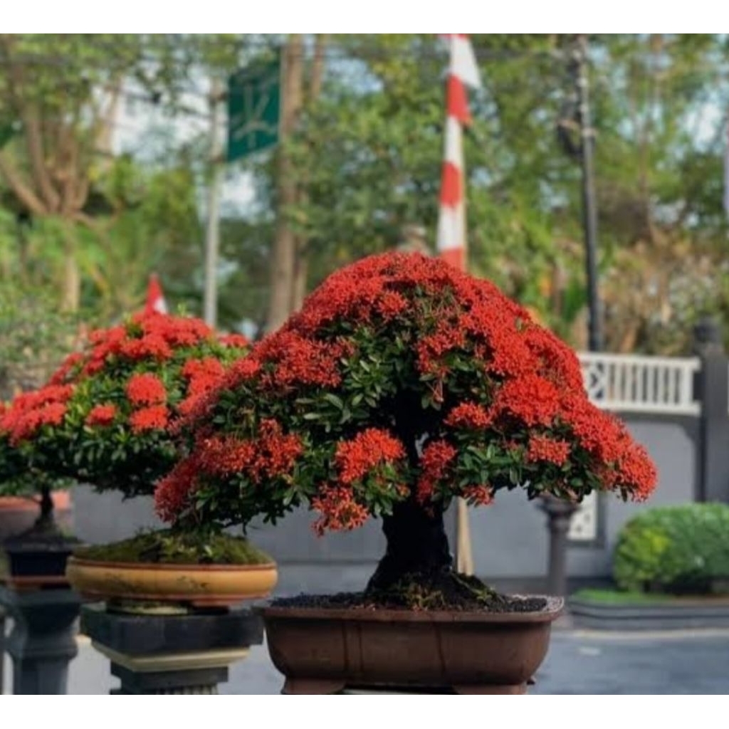 Asoka, bonsai asoka merah super mantap