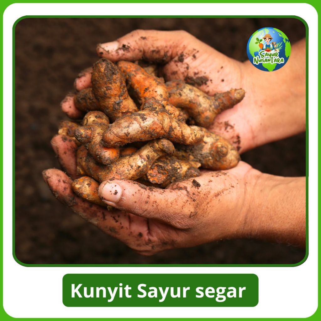 

kunyit kuning [1 kg/500g] FRESH