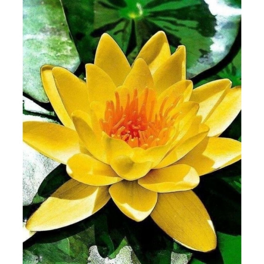 TANAMAN HIAS TERATAI BUNGA KUNING
