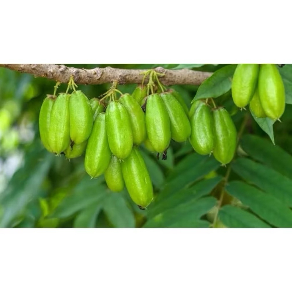 

[10 BIJI] BELIMBING WULUH FRESH BARU PETIK