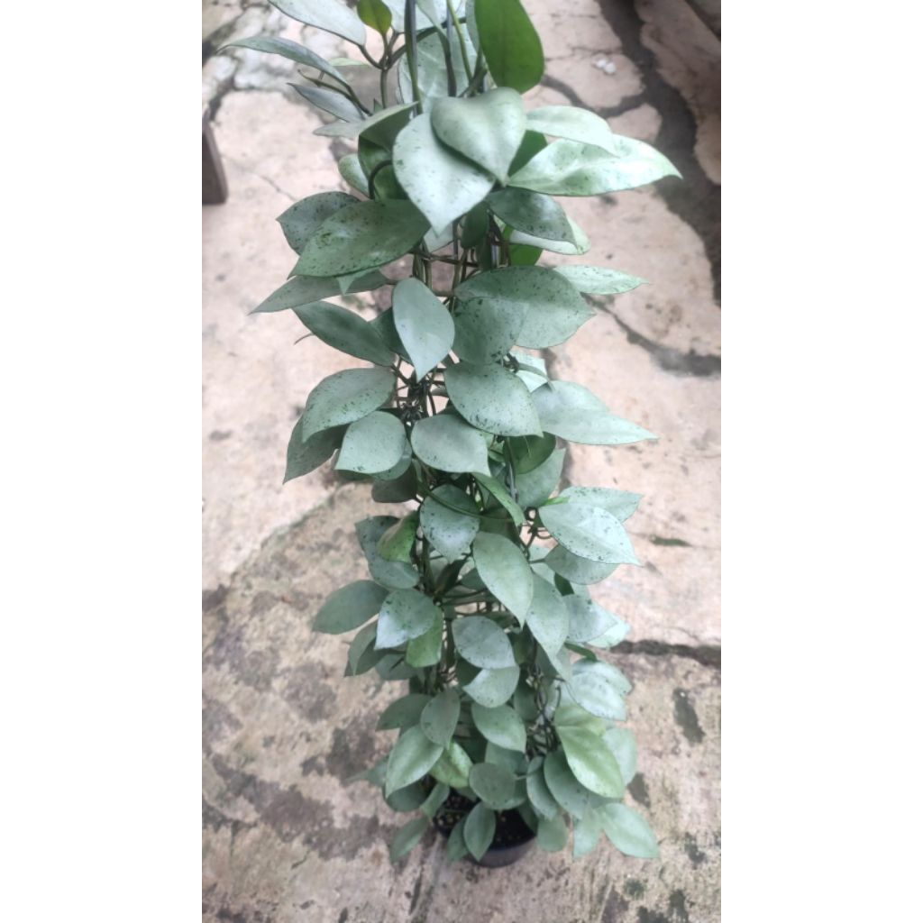 Tanaman Hoya Lacunosa Silver Mint Coin