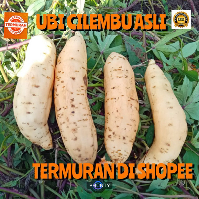 

PAKET 10 KG UBI CILEMBU ASLI MADU UKURAN KECIL TAPI MANIS