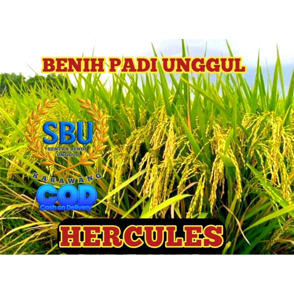 BENIH PADI HERCULES SUPER GENJAH 5KG